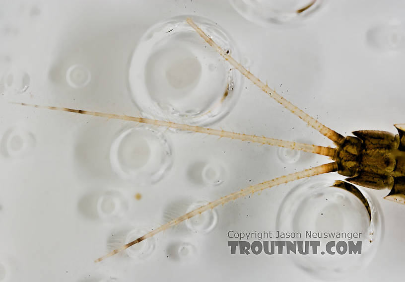 Ephemerella needhami (Little Dark Hendrickson) Mayfly Nymph from the Namekagon River in Wisconsin