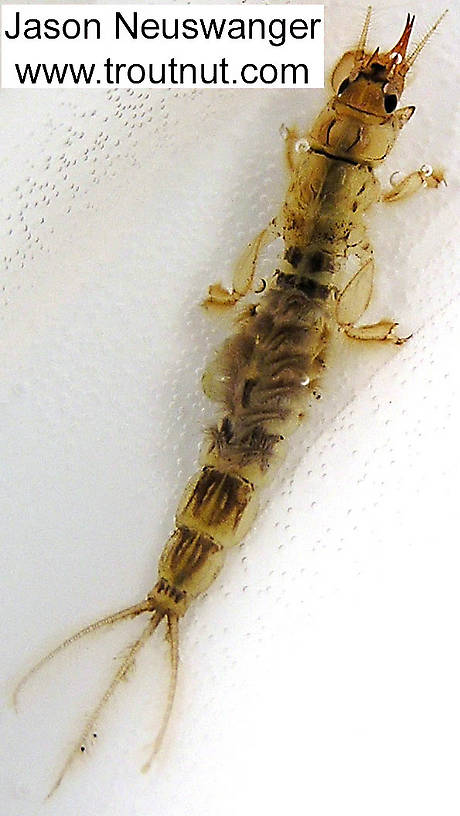 Ephemera simulans (Brown Drake) Mayfly Nymph from the Namekagon River in Wisconsin