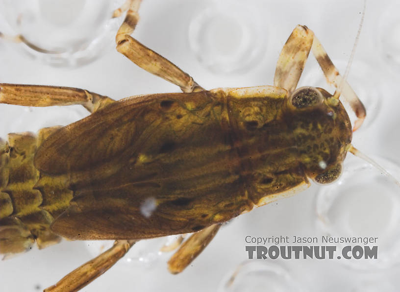 Ephemerella needhami (Little Dark Hendrickson) Mayfly Nymph from the Namekagon River in Wisconsin