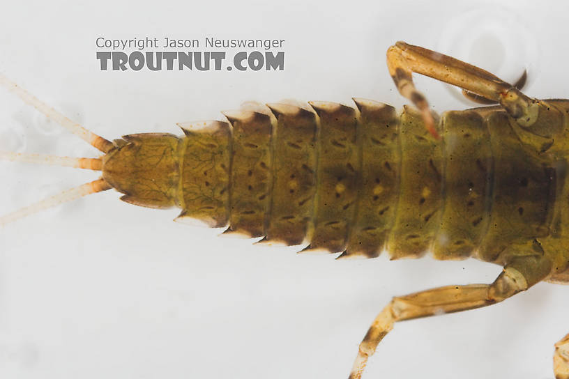 Ephemerella needhami (Little Dark Hendrickson) Mayfly Nymph from the Namekagon River in Wisconsin