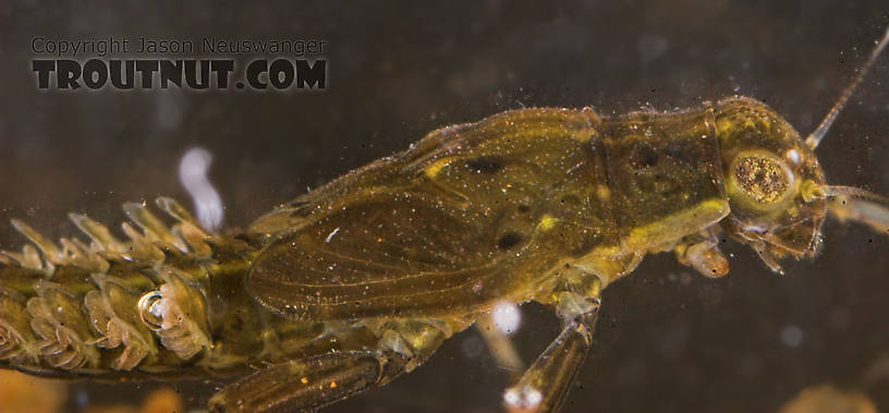 Ephemerella needhami (Little Dark Hendrickson) Mayfly Nymph from the Namekagon River in Wisconsin