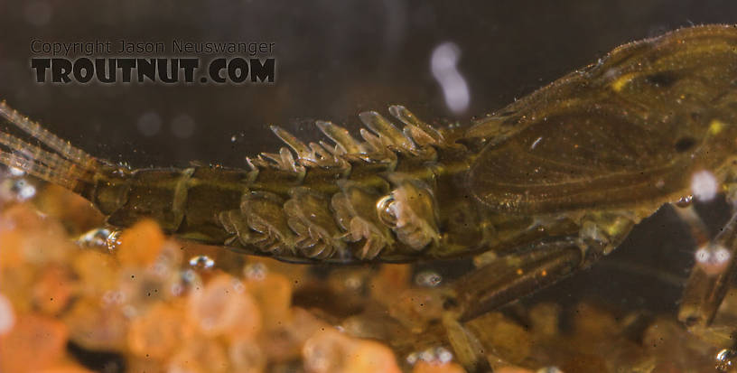 Ephemerella needhami (Little Dark Hendrickson) Mayfly Nymph from the Namekagon River in Wisconsin