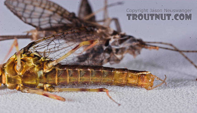 Male Maccaffertium vicarium (March Brown) Mayfly Spinner from the Namekagon River in Wisconsin