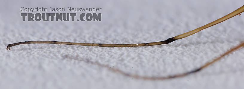 Male Maccaffertium vicarium (March Brown) Mayfly Spinner from the Namekagon River in Wisconsin