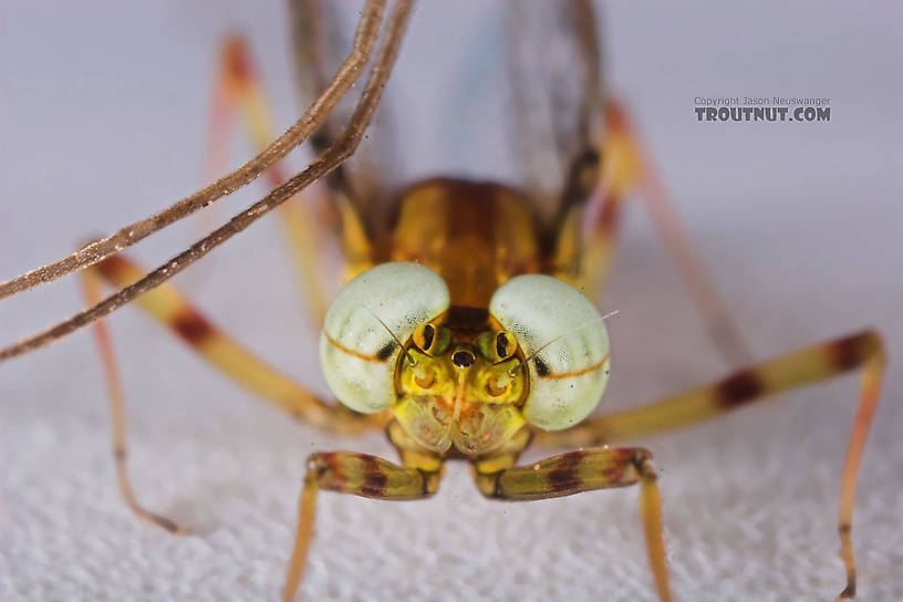 Male Maccaffertium vicarium (March Brown) Mayfly Spinner from the Namekagon River in Wisconsin