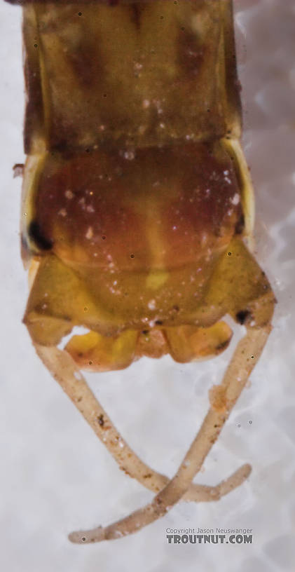 Male Maccaffertium vicarium (March Brown) Mayfly Spinner from the Namekagon River in Wisconsin