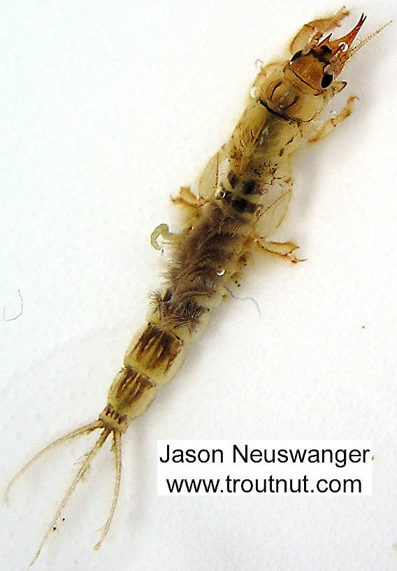 Ephemera simulans (Brown Drake) Mayfly Nymph from the Namekagon River in Wisconsin