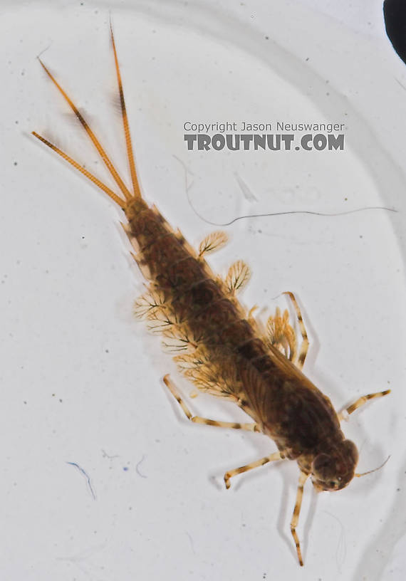 Siphlonurus quebecensis (Gray Drake) Mayfly Nymph from the Bois Brule River in Wisconsin