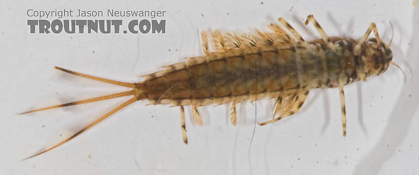 Siphlonurus quebecensis (Gray Drake) Mayfly Nymph from the Bois Brule River in Wisconsin