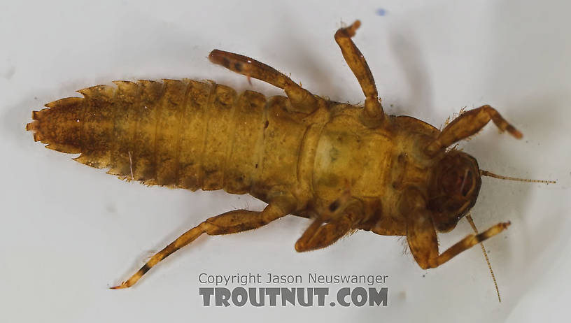 Ephemerella (Hendricksons, Sulphurs, PMDs) Mayfly Nymph from the Bois Brule River in Wisconsin