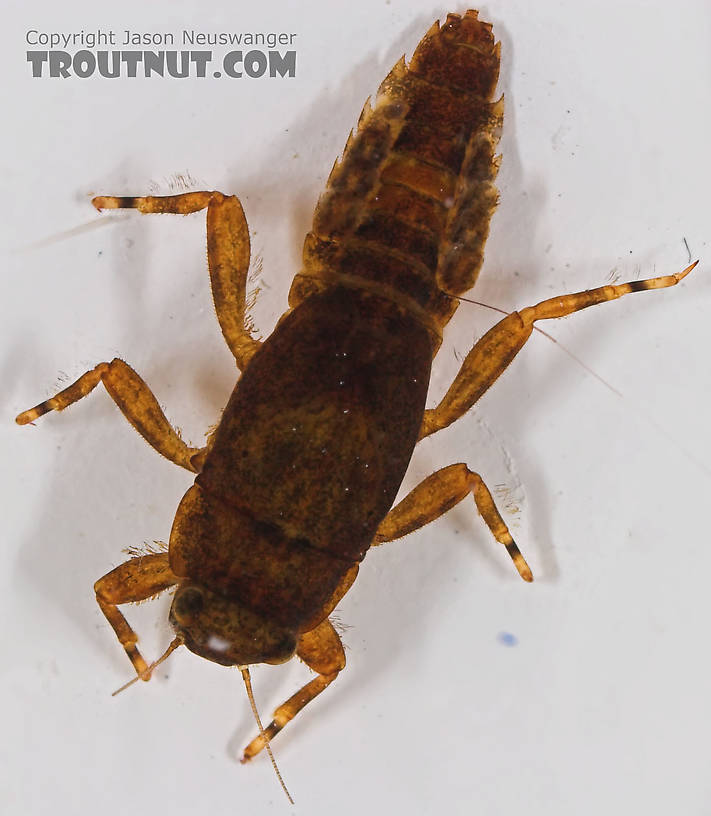 Ephemerella (Hendricksons, Sulphurs, PMDs) Mayfly Nymph from the Bois Brule River in Wisconsin