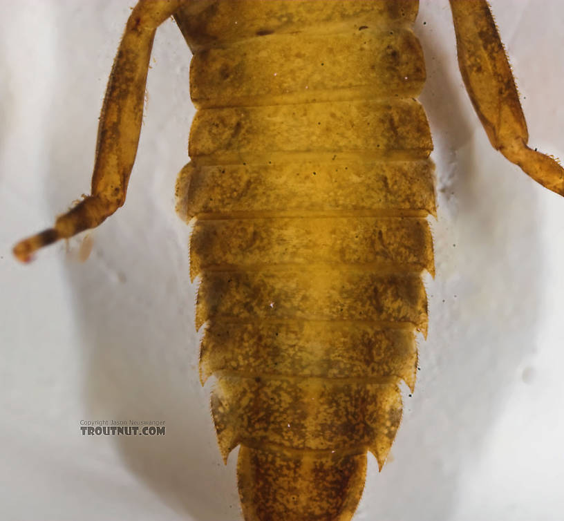 Ephemerella (Hendricksons, Sulphurs, PMDs) Mayfly Nymph from the Bois Brule River in Wisconsin