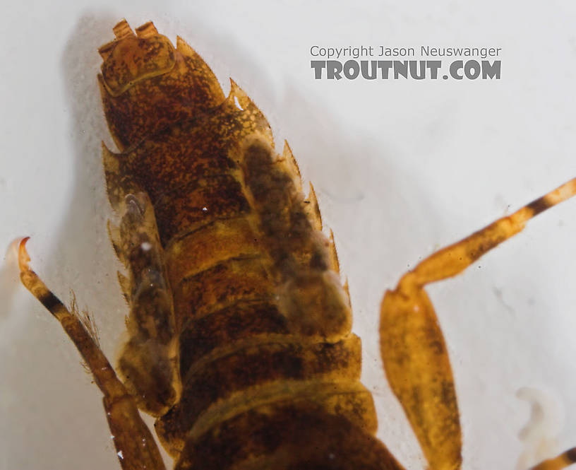 Ephemerella (Hendricksons, Sulphurs, PMDs) Mayfly Nymph from the Bois Brule River in Wisconsin