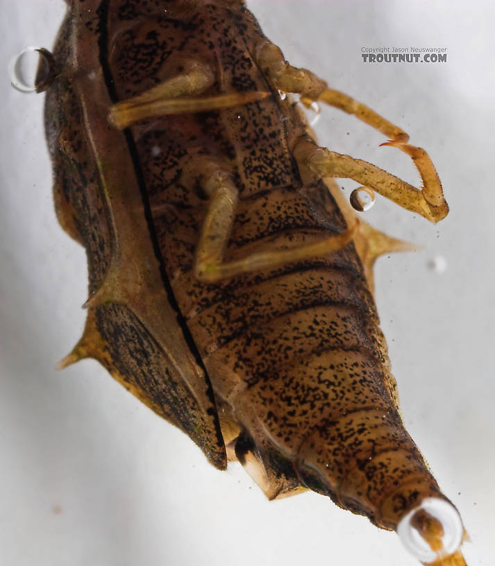 Baetisca laurentina (Armored Mayfly) Mayfly Nymph from the Bois Brule River in Wisconsin