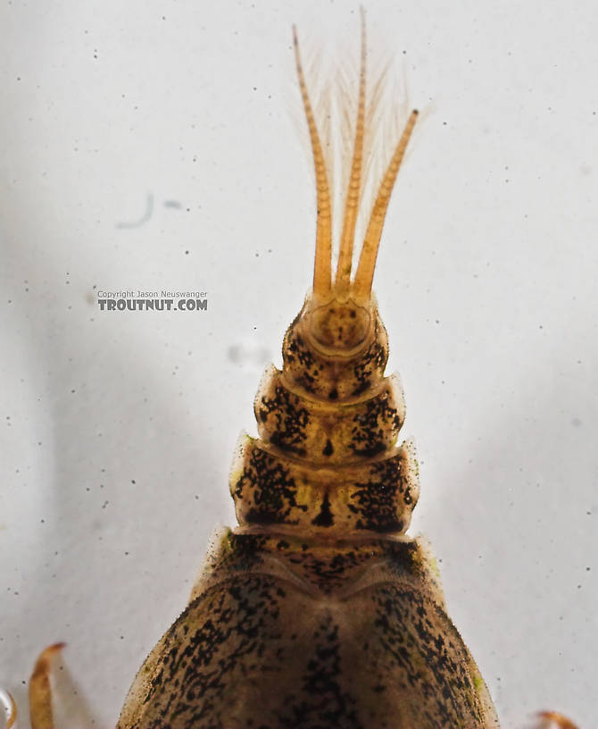 Baetisca laurentina (Armored Mayfly) Mayfly Nymph from the Bois Brule River in Wisconsin