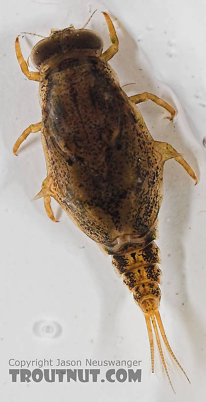 Baetisca laurentina (Armored Mayfly) Mayfly Nymph from the Bois Brule River in Wisconsin