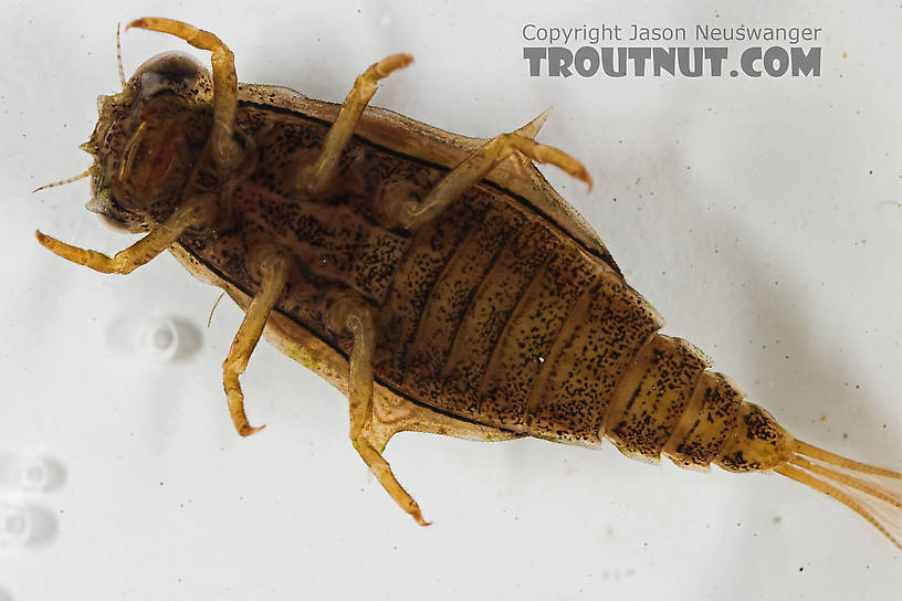 Baetisca laurentina (Armored Mayfly) Mayfly Nymph from the Bois Brule River in Wisconsin