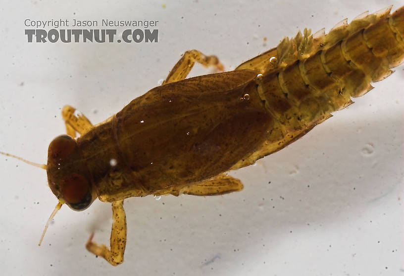 Ephemerellidae (Hendricksons, Sulphurs, PMDs, BWOs) Mayfly Nymph from the Bois Brule River in Wisconsin