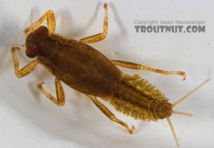 Ephemerellidae (Hendricksons, Sulphurs, PMDs, BWOs) Mayfly Nymph from the Bois Brule River in Wisconsin