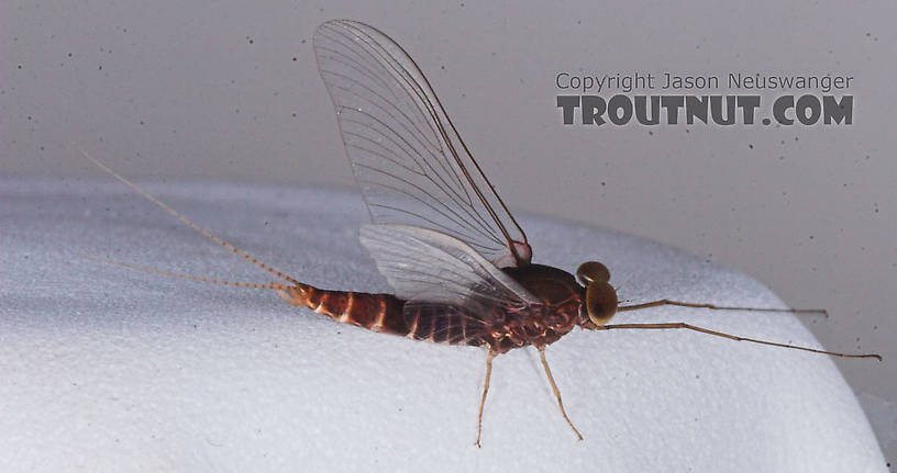 Male Baetisca laurentina (Armored Mayfly) Mayfly Spinner from the Bois Brule River in Wisconsin