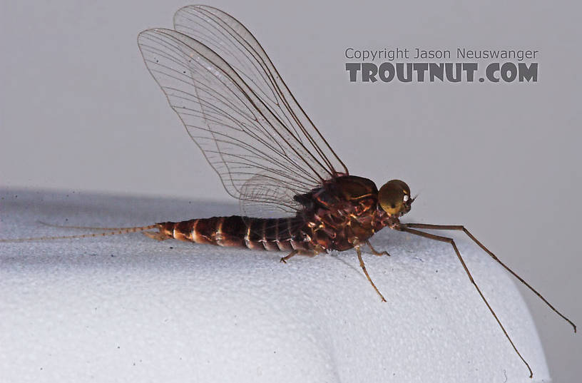 Male Baetisca laurentina (Armored Mayfly) Mayfly Spinner from the Bois Brule River in Wisconsin