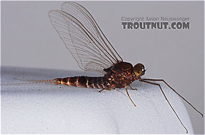 Male Baetisca laurentina (Armored Mayfly) Mayfly Spinner