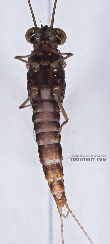 Male Baetisca laurentina (Armored Mayfly) Mayfly Spinner from the Bois Brule River in Wisconsin