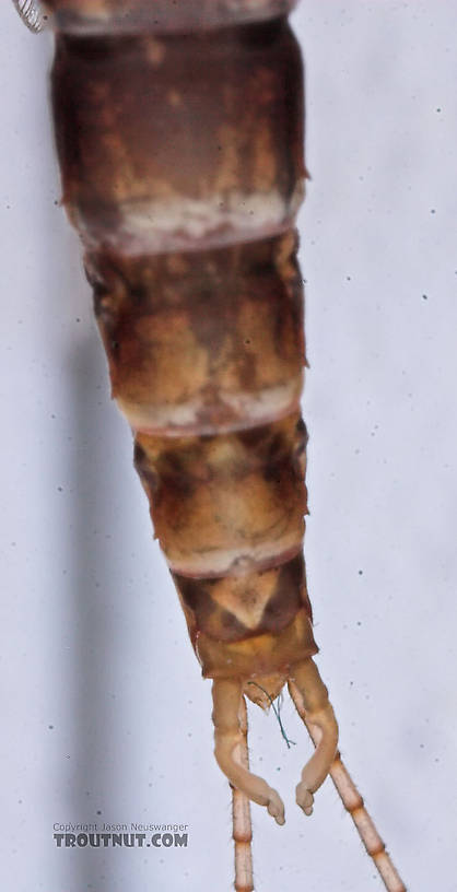 Male Baetisca laurentina (Armored Mayfly) Mayfly Spinner from the Bois Brule River in Wisconsin