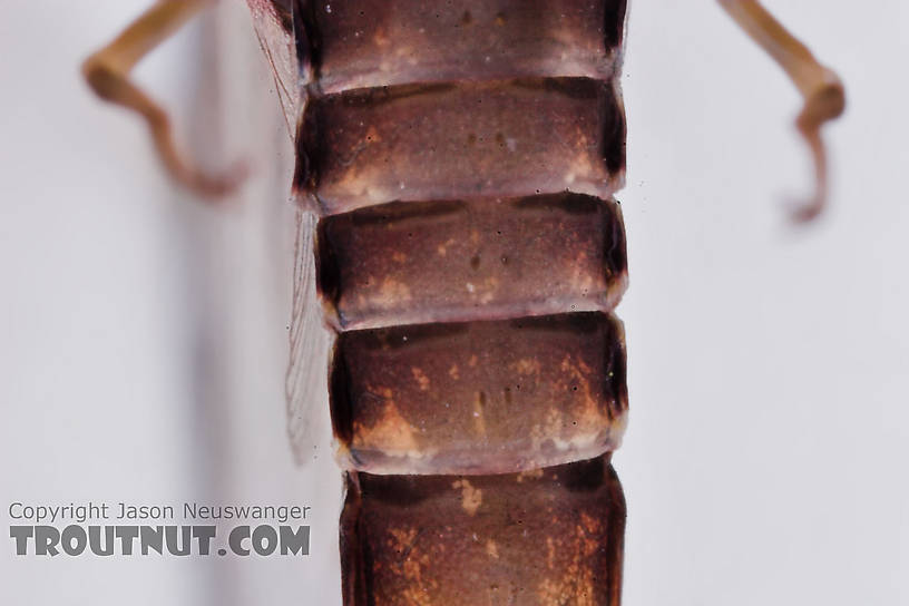 Male Baetisca laurentina (Armored Mayfly) Mayfly Spinner from the Bois Brule River in Wisconsin