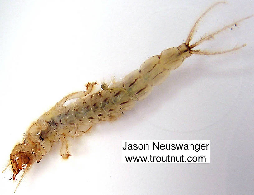 Ephemera simulans (Brown Drake) Mayfly Nymph from the Namekagon River in Wisconsin