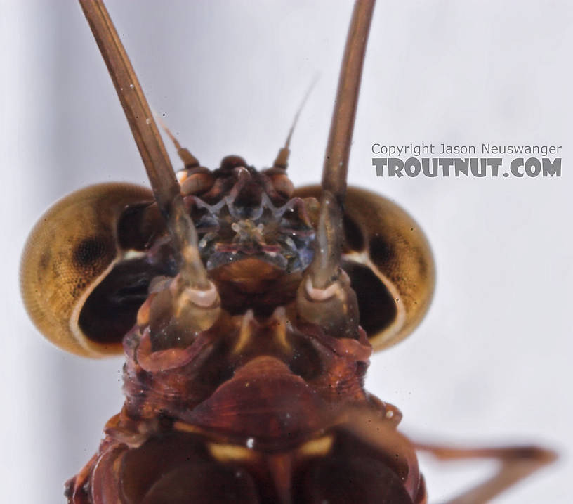 Male Baetisca laurentina (Armored Mayfly) Mayfly Spinner from the Bois Brule River in Wisconsin