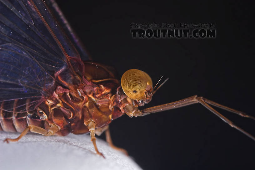 Male Baetisca laurentina (Armored Mayfly) Mayfly Dun from the Bois Brule River in Wisconsin