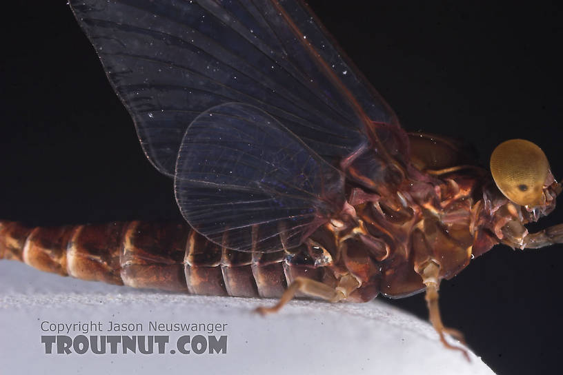 Male Baetisca laurentina (Armored Mayfly) Mayfly Dun from the Bois Brule River in Wisconsin