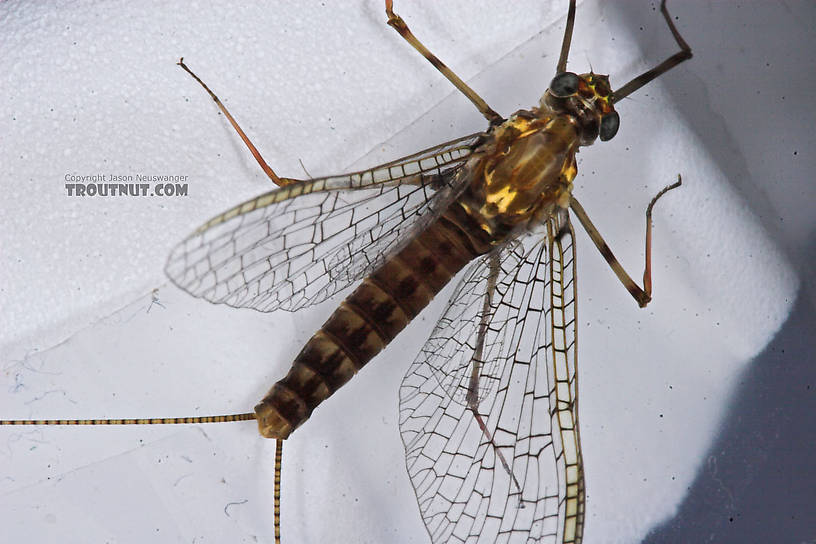 Female Maccaffertium vicarium (March Brown) Mayfly Spinner from the Bois Brule River in Wisconsin