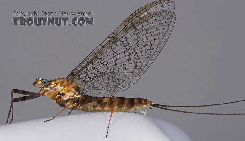 Female Maccaffertium vicarium (March Brown) Mayfly Spinner from the Bois Brule River in Wisconsin