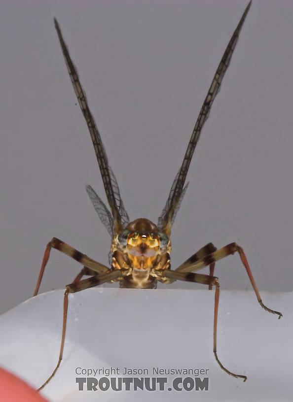 Female Maccaffertium vicarium (March Brown) Mayfly Spinner from the Bois Brule River in Wisconsin