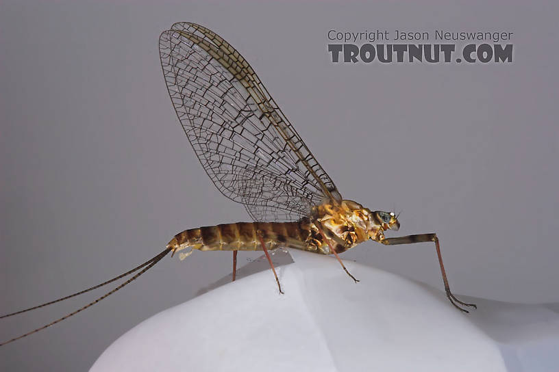 Female Maccaffertium vicarium (March Brown) Mayfly Spinner from the Bois Brule River in Wisconsin