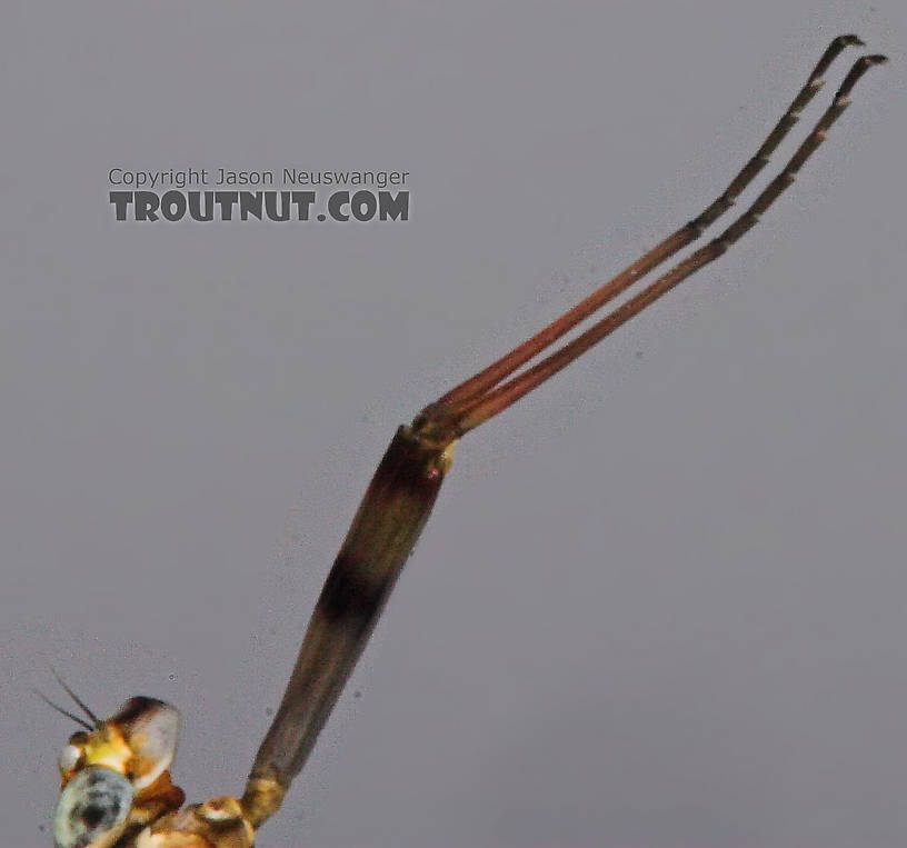 Female Maccaffertium vicarium (March Brown) Mayfly Spinner from the Bois Brule River in Wisconsin