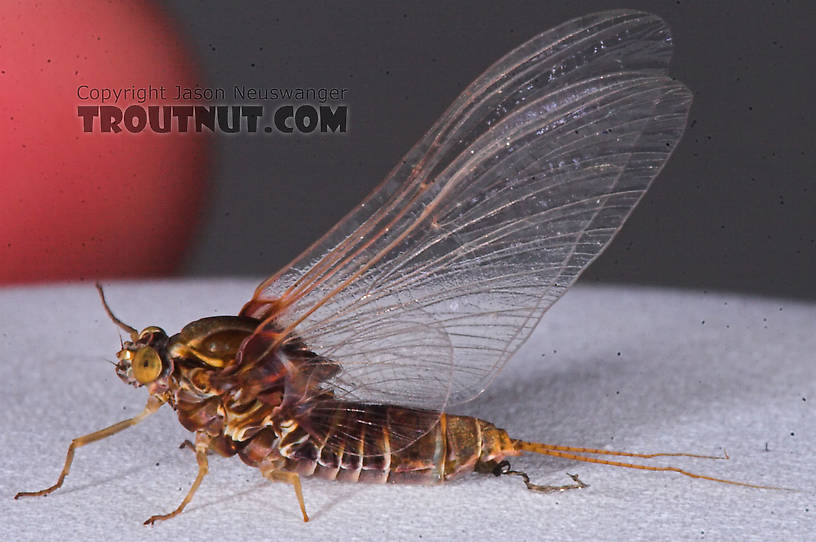 Female Baetisca laurentina (Armored Mayfly) Mayfly Spinner from the Bois Brule River in Wisconsin