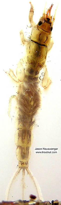 Ephemera simulans (Brown Drake) Mayfly Nymph from the Namekagon River in Wisconsin