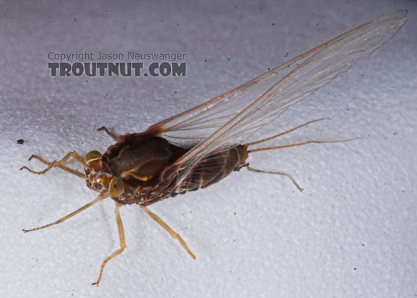 Female Baetisca laurentina (Armored Mayfly) Mayfly Spinner from the Bois Brule River in Wisconsin