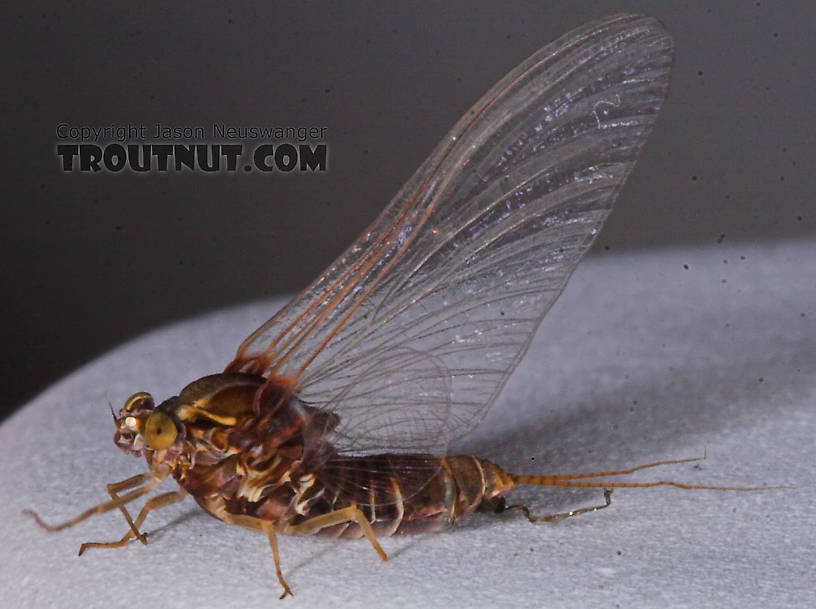 Female Baetisca laurentina (Armored Mayfly) Mayfly Spinner from the Bois Brule River in Wisconsin