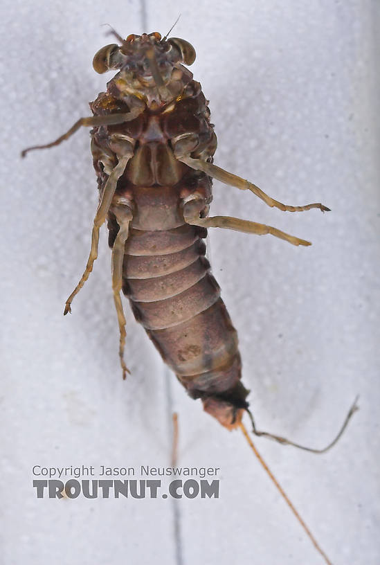 Female Baetisca laurentina (Armored Mayfly) Mayfly Spinner from the Bois Brule River in Wisconsin