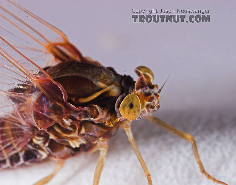 Female Baetisca laurentina (Armored Mayfly) Mayfly Spinner from the Bois Brule River in Wisconsin