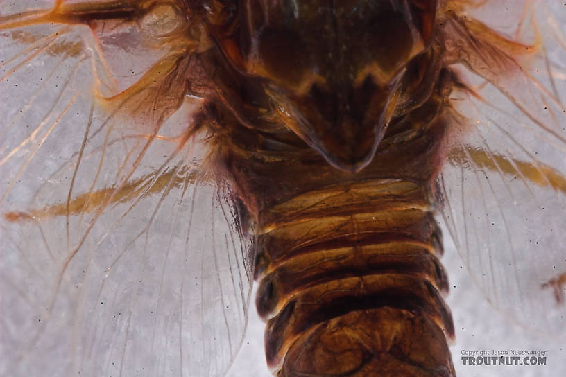 Female Baetisca laurentina (Armored Mayfly) Mayfly Spinner from the Bois Brule River in Wisconsin