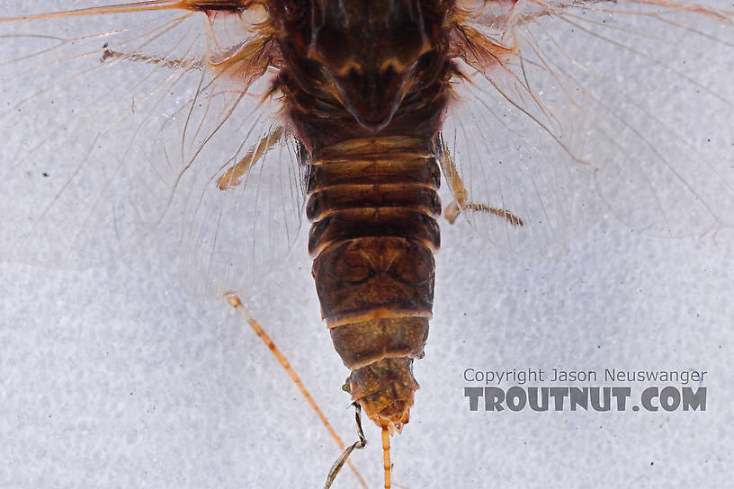 Female Baetisca laurentina (Armored Mayfly) Mayfly Spinner from the Bois Brule River in Wisconsin