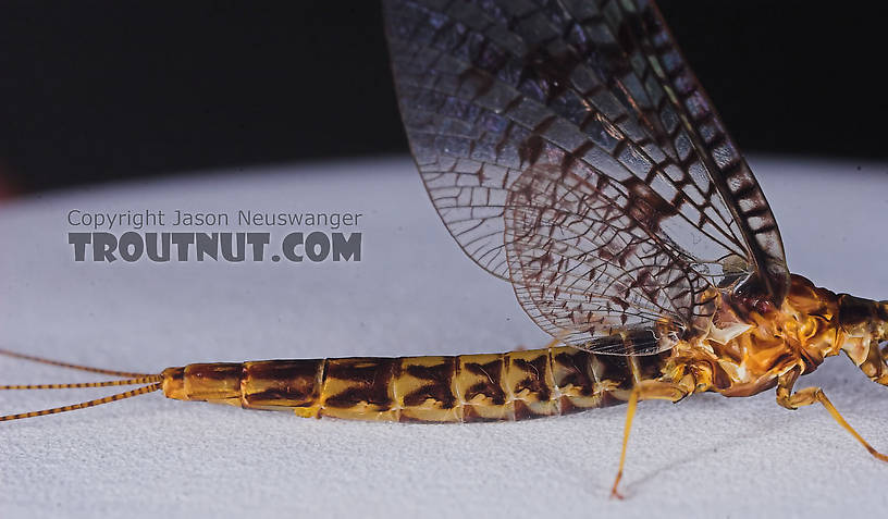 Male Ephemera simulans (Brown Drake) Mayfly Spinner from the Namekagon River in Wisconsin