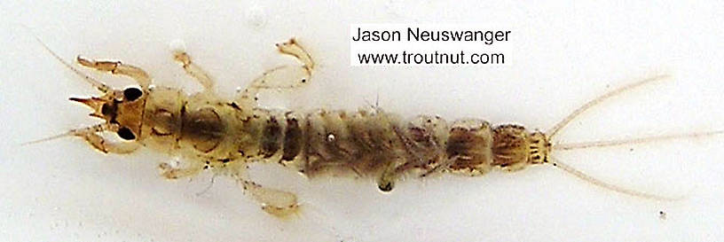 Ephemera simulans (Brown Drake) Mayfly Nymph from the Namekagon River in Wisconsin