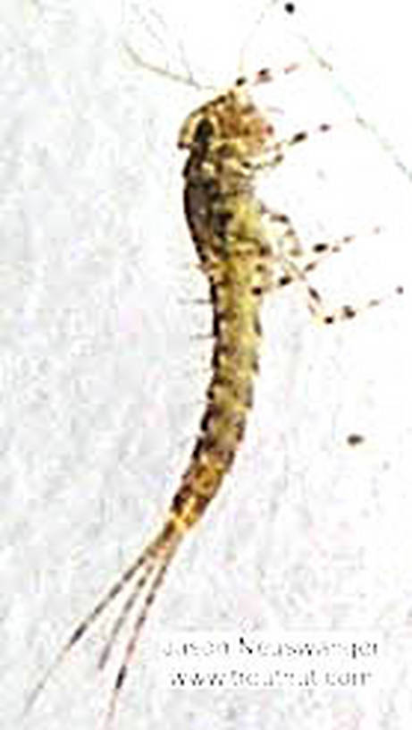 Baetidae (Blue-Winged Olives) Mayfly Nymph from the Namekagon River in Wisconsin