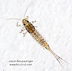 Baetidae (Blue-Winged Olives) Mayfly Nymph